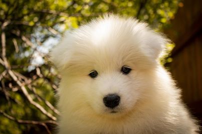 A Samoyed puppy looks into the camera