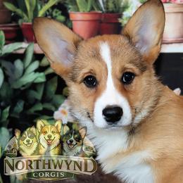 Pembroke Welsh Corgi Puppies from Northwynd Corgis