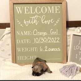 Girl 2 - Fawn Pug puppy in Live Oak, Florida from Heartstring Pugs