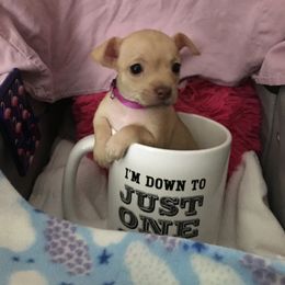 Poppy - Cream and white Chihuahua puppy in Chesapeake, Virginia from Wonder Pups Chihuahuas