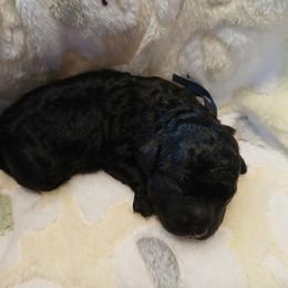 Eli - Black male Havapoo puppy in Blanch, North Carolina from Faithful Hearts Kennel