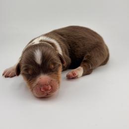 Simba - Liver and white male American Corgi puppy in Bland, Missouri from Shadey Lane Corgis
