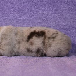 Australian Shepherd Puppies from Starlit Grove Australian Shepherds