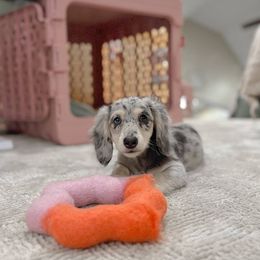 Dachshund Puppies from Wieonder Doxies