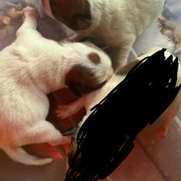 Boy 1 - Brown and white male Jack Russell Terrier puppy in Maysville, Oklahoma from MO’s Jack Russells