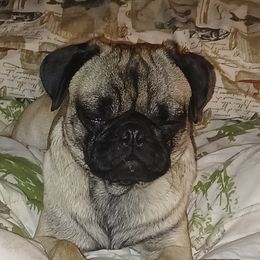 Odie - Pug