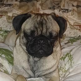 Odie - Pug