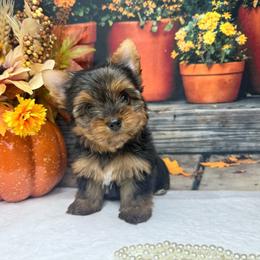 Lacey 2500 - Black and tan female Yorkshire Terrier puppy in Douglas, Georgia from South Georgia Yorkies and Biewers