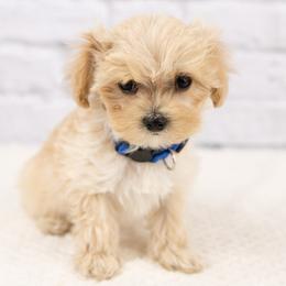Archie - Apricot male Maltipoo puppy in Salt Lake City, Utah from Marlene's Doodles