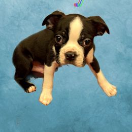 Boston Terrier Puppies from Belen's Boston Terriers
