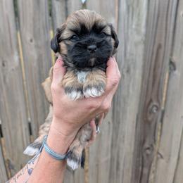 Athena - Brindle female Shih Tzu puppy in Centerton, Arkansas from Hernandez Family Shih Tzus