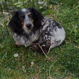 Birdie - Dachshund