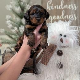 Confetti - Black and tan female Yorkipoo puppy in Coshocton, Ohio from Forever Family Puppies