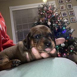 Pancake - Sable male Dachshund puppy in Raleigh, North Carolina from Capital City Dachshunds