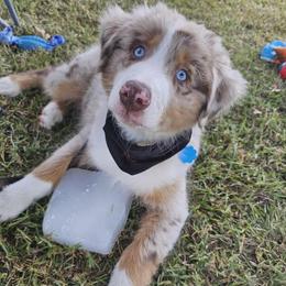 Australian Shepherd All Grown Up from Flowertown Aussies