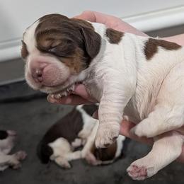 Percy - Tri-Roan male English Springer Spaniel puppy in Stephens City, Virginia from Legendary Springers