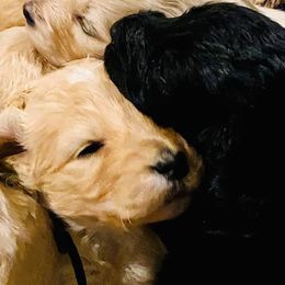 Goldendoodle Puppies from DoodleSmith, LLC