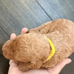 Goldie - Apricot female Goldendoodle puppy in Macclenny, Florida from Baker County Goldendoodles