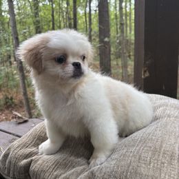 Sophia - White female Pekingese puppy in Plano, Texas from Dogs lovers