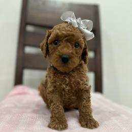 Georgia grey - Red  female Goldendoodle puppy in Shingle Springs, California from Creamy Retrievers