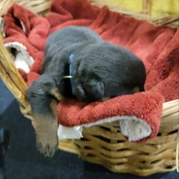 Rottweiler Puppies from Hauser's Kennel