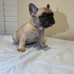 French Bulldog Puppies from Fabi's French Bulldogs