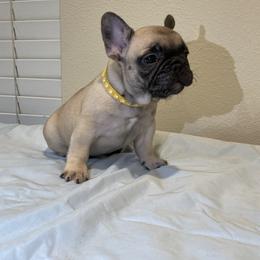 French Bulldog Puppies from Fabi's French Bulldogs