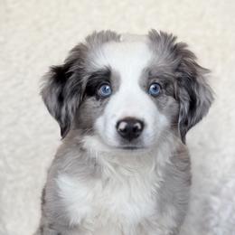 Miniature Australian Shepherd Puppies from Indiana Toy & Mini Aussies