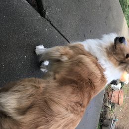 Collies from Gem Stone Collies