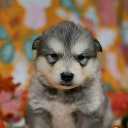 Gemini - Gray and white male Alaskan Malamute puppy in Kingston, Tennessee from North Shore Alaskan Malamutes