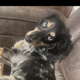 Pepper - Dachshund