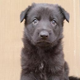 Black Boy - Black male German Shepherd puppy in La Pine, Oregon from Granville/Diamond Peak German Shepherds