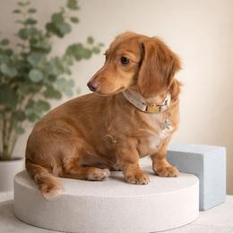Natasha - Dachshund