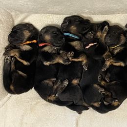 American Corgi and German Shepherd Puppies from Grace Ridge Shepherds and Corgis