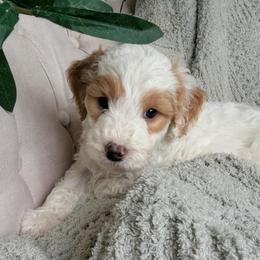 Benedict - Parti male Goldendoodle puppy in Barstow, California from Golden Desert Doodles