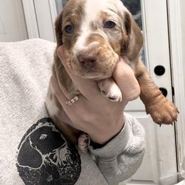 Marshmallow (Marsha) - Dapple female Dachshund puppy in Indian Trail, North Carolina from Hilda’s Teenie Weenies