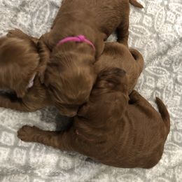 Goldendoodle Puppies from Triple HHH puppies