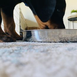 Doberman Pinscher Puppies from TeatreeDoberman