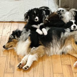 Miniature Australian Shepherd Puppies from Southern Charmers