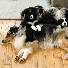 Miniature Australian Shepherd Puppies from Southern Charmers