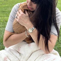 Cavalier King Charles Spaniel Puppies from Reynolds Farms Cavaliers