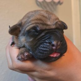 PEPSI - Fawn male Cane Corso puppy in St. Augustine, Florida from RG2 Cane Corsos