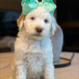 K-Parti Girl - Parti female Goldendoodle puppy in Lewisville, Texas from Texas Goldendoodle Lovers