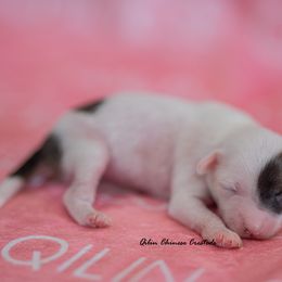 Chinese Crested Puppies from Qilin Chinese Crested