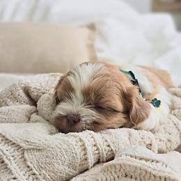 Sunny - Cream and white male Shih Tzu puppy in Republic, Missouri from Kolo House Shihtzus