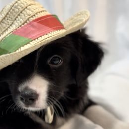 Miniature Australian Shepherd Puppies from Southern Charmers