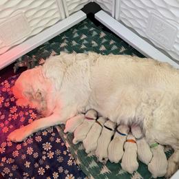Mr Broen - Light golden male Golden Retriever puppy in Douglas, Massachusetts from Oak Breeze Retrievers
