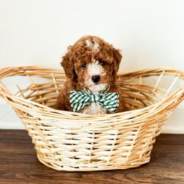 Breeze - Apricot male Poodle puppy in Kissimmee, Florida from Poodle Doodle Kennels