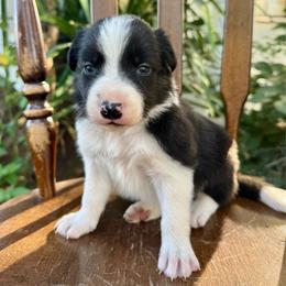 Statler - Black and white male Border Collie puppy in Mesa, Arizona from Ranch Girl Border Collies