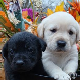 Purple - Yellow female Labrador Retriever puppy in Lawton, Michigan from DuckAlly Kennel